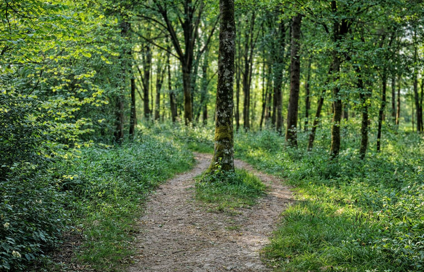 Un chemin se sépare en deux, au cœur d’une forêt